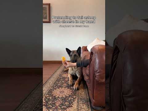 Have you paid your cheese tax? 🧀 IB: @mydogsdope #belgianmalinois #greatdane #cheesetax thumbnail