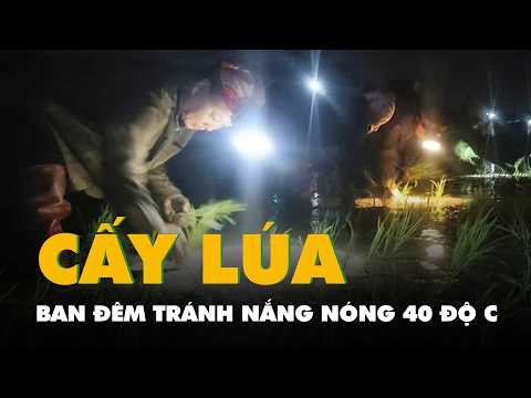 Đeo đèn cấy lúa đêm tránh nắng nóng 40 độ C thumbnail