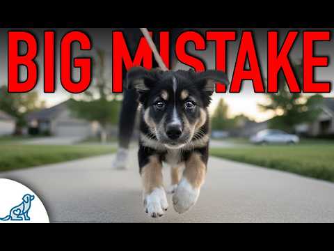 Don’t Walk Your Puppy Outside Until You See This thumbnail