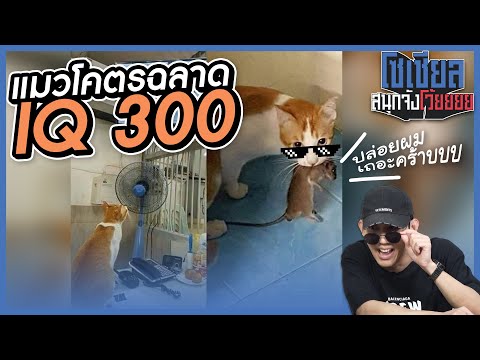 แมวตัวนี้ IQ 300เลยเหรอวะ?!! : โซเชียลสนุกจังโว้ย I VRZO thumbnail