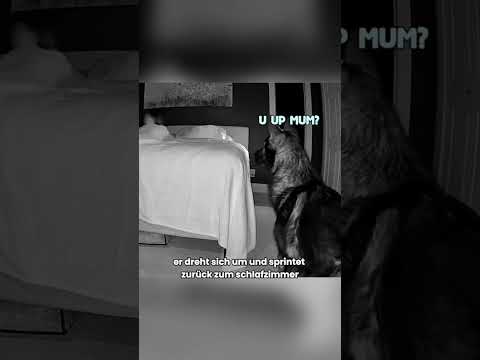 Drei Hunde beschützen ihre Besitzerin die ganze Nacht thumbnail