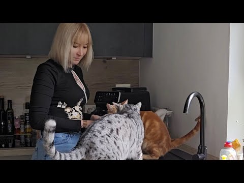 Wenn die Katzen zusammen Fleisch bekommen  thumbnail