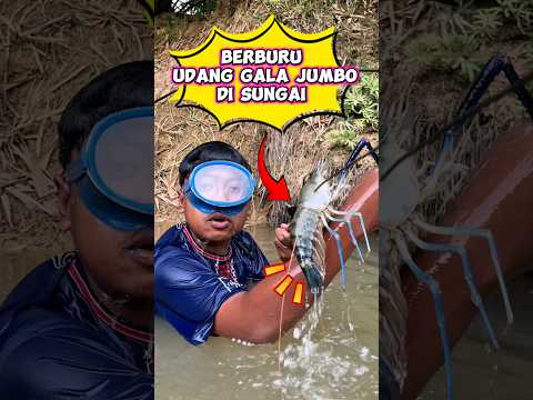 Berburu udang galah jumbo #wakmi #udanggalah #videolucu #ngebolang #sketsakomedi #lucu #comedy thumbnail