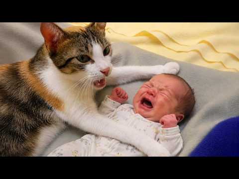 My Talking Cat Reacts to a Crying Baby ?? | Funny & Heartwarming Cat Reaction thumbnail
