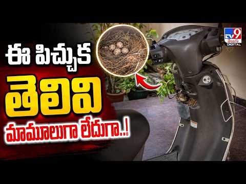 Khammam : ఈ పిచ్చుక తెలివి మామూలుగా లేదుగా..! -TV9 thumbnail