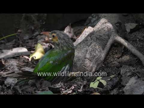Injured Brown-headed Barbet on forest floor unable to take flight thumbnail