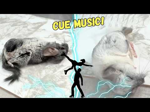Chinchilla Pairs Figure Dusting ⛸️ thumbnail