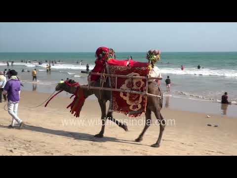 Puri Golden Beach comes alive with tourists, camel rides, and Bay of Bengal sea waves thumbnail