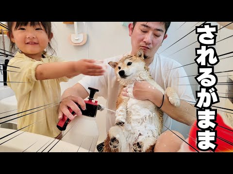 生まれて初めて2歳の娘が、柴犬とお風呂に入ったらされるがままで可愛すぎた thumbnail