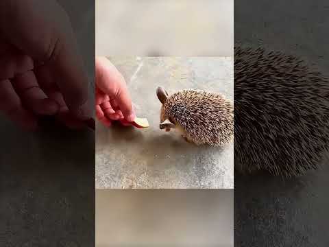 🦔🍓 القنفذ اللص وهدية التوت الأزرق 💙✨ thumbnail