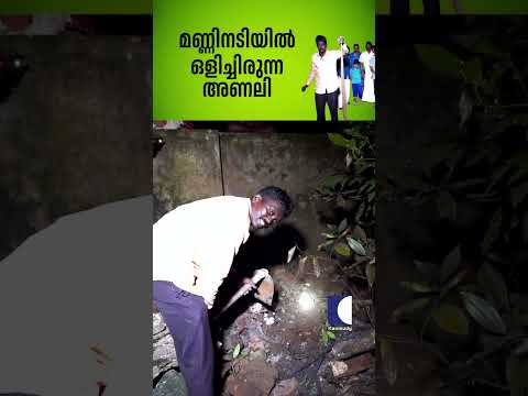 മണ്ണിനടിയിൽ ഒളിച്ചിരുന്ന അണലി #snakemaster #vavasuresh #russellsviper thumbnail