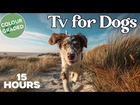 Dog Walking TV Virtual Nature Adventures for Indoor Days thumbnail