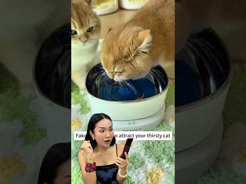 รีวิว น้ำพุแมว #ทิวลิปกัญญาภัค #tulipkunyapak #เนื้อตากแดดbyพี่ทิวลิป #แมว #ทาสแมว thumbnail