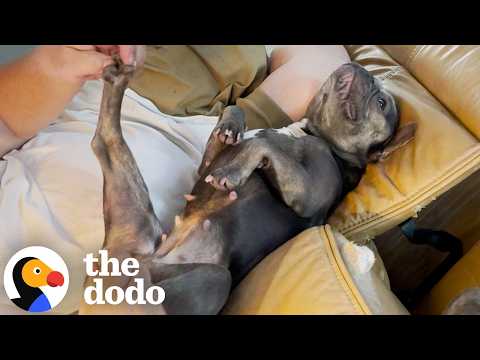 Pampered Frenchie Demands Foot Rubs Daily | The Dodo thumbnail