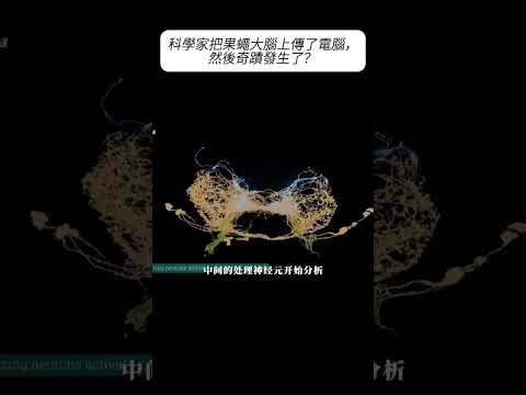 科學家把果蠅大腦上傳了電腦，然後奇蹟發生了？ #漲知識 #科普 thumbnail