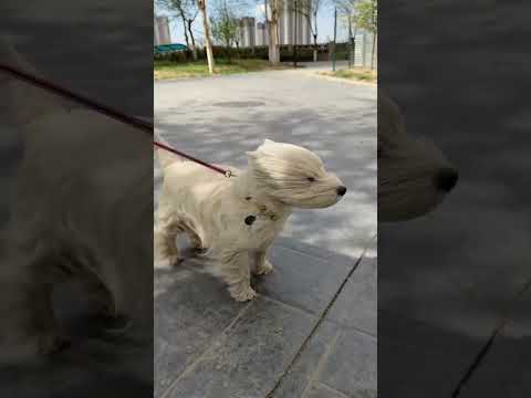 #prank #funny #fun #funnyvideo thumbnail