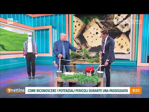 Estate in campagna: gli animali nascosti -  Unomattina 01/06/2026 thumbnail