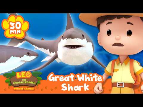 MOST FEARSOME CREATURE OF THE OCEAN, THE GREAT WHITE SHARK! | Leo the Wildlife Ranger | Educational thumbnail