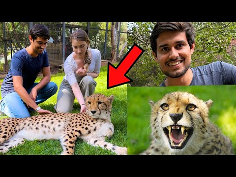 Meeting Cheetahs in a 5 Star Hotel! thumbnail