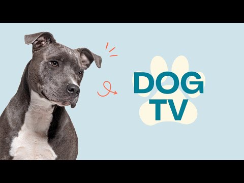 TV for Dogs: Extra Long 20 Hour Fun and Relaxing Adventure Videos thumbnail