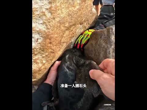为救被困的孩子，海豹妈妈冒险向人类求助，获救后竟主动作揖感谢 thumbnail