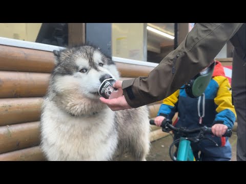 Adorable Doggo Eats Ice Cream! Is It Safe?? thumbnail