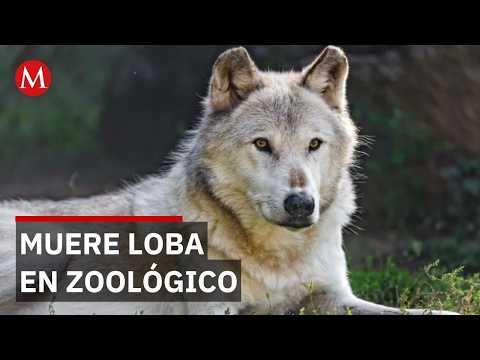 Zoológico de León bajo la lupa: Muere loba canadiense tras una esterilización programada thumbnail