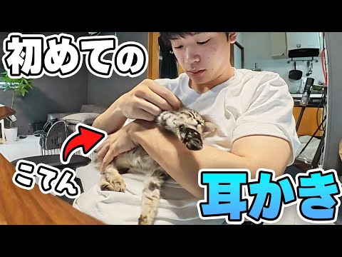 生まれて初めての耳掃除に緊張する迷子猫 thumbnail