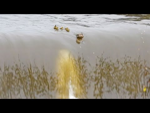 Duck Family 0531F🦆カモ親子🐤逆流に飲み込まれる雛。増水で流される。ツバメ親子の子育て餌やり、飛翔 | Wildlife Documentary thumbnail