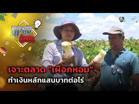เจาะตลาด "เผือกหอม" ทำเงินหลักแสนบาทต่อไร่ | ตะลุยต่อยอด thumbnail
