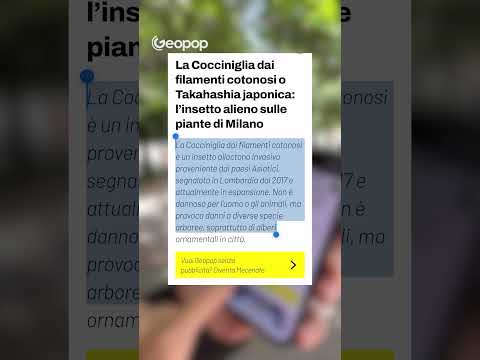 Cosa sono quei filamenti cotonosi che si vedono sugli alberi in città, soprattutto a Milano? thumbnail