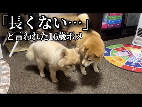 「長くない」と言われた16歳ポメ、柴犬と娘達で距離を置き見守った結果… thumbnail