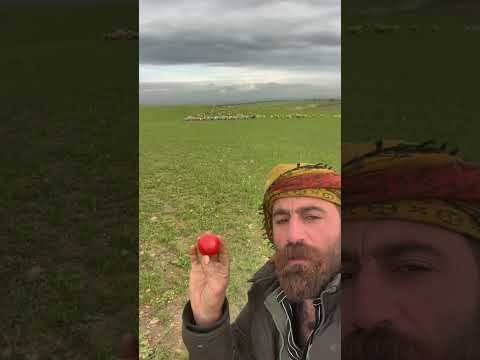 Gülçin 500 km gelip domatesi yedi thumbnail