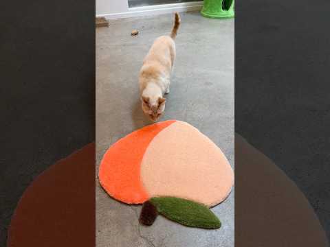do we think my Peach likes her rug? ??? #cat #rugmaking #diy #crafts thumbnail