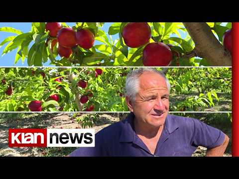 Klan News - Nektarinat e Lushnjës/ Prodhim i bollshëm, por çmim nën kosto thumbnail
