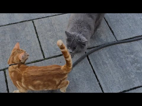 Loki im Garten Tei 2 und der umgekippte Baum thumbnail