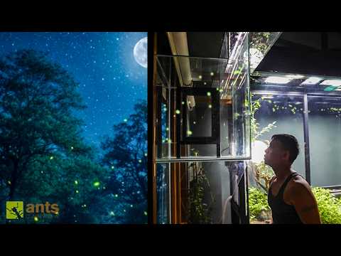 I Connected My Vivariums to the Outside World thumbnail