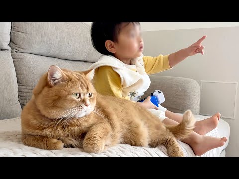 2歳の弟とテレビ鑑賞しながら尻尾でトントンあやす猫がお兄ちゃんすぎましたｗ thumbnail