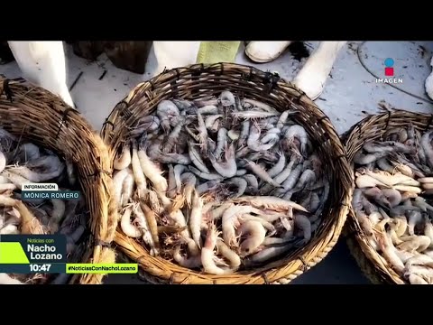 ¡Hasta el camarón huachicolean! La producción en México está a punto de irse a la quiebra | Nacho L thumbnail