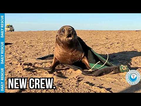 Look At His Face: Saving A Terrified Seal From Plastic thumbnail