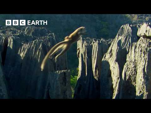 Lemurs Make Rock Climbing Look Easy | BBC Earth thumbnail