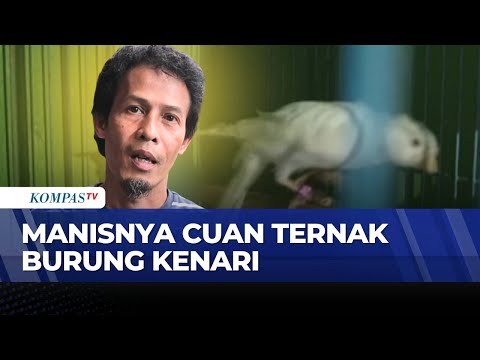 Berawal dari Hobi, Peternak Burung Kenari di Bandung Raup Omzet hingga Rp20 Juta per Bulan thumbnail