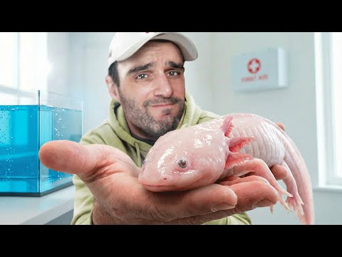 Son état est inquiétant, j'emmène mon axolotl aux urgences ! thumbnail
