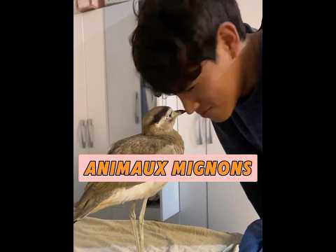 L'homme rencontra un oiseau étrange.#animals #sauvetage thumbnail