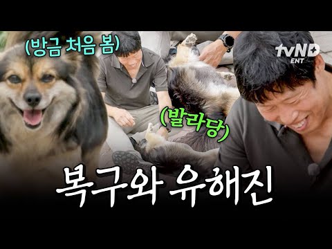 [#삼시세끼Light] 처음 본 유해진 앞에서도 배 까고 발라당 눕는 친절한 집주인 복구..///💗 ૮꒰ ˶• ༝ •˶꒱ა thumbnail