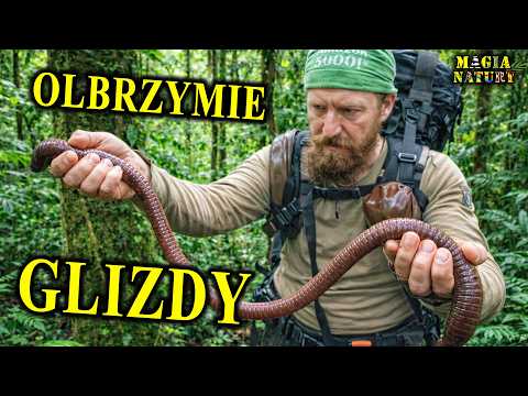 Największe Dżdżownice Świata i Nasze Rosówki - Pożyteczne Skąposzczety thumbnail