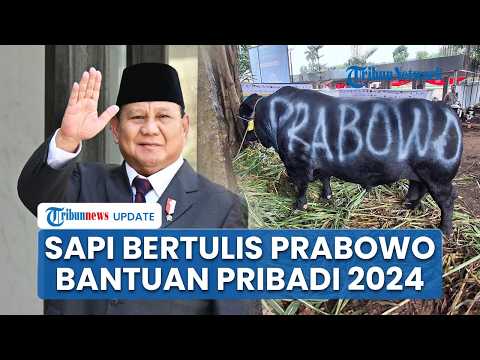 Fakta Sapi Bertulis Prabowo: Ternyata 2024 Silam, Sapi Kurban 2026 Tertulis 'Bantuan Kemasyarakatan' thumbnail
