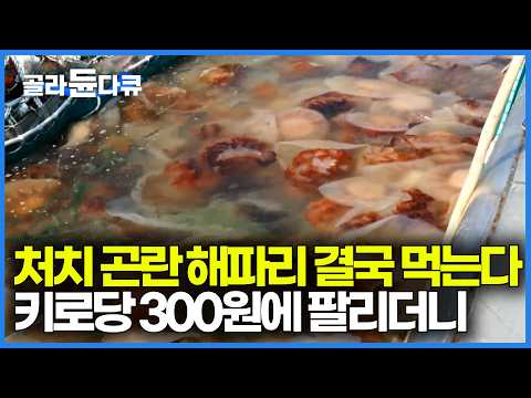 작년대비 360배로 폭증한 처치 곤란 해파리. 한국이 어떻게 해결하기 시작했나 봤더니｜극한직업｜#골라듄다큐 thumbnail
