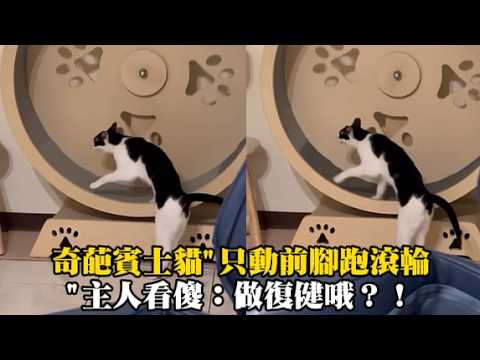 【喵界二哈】奇葩賓士貓"只動前腳跑滾輪"主人看傻：做復健哦？！ thumbnail