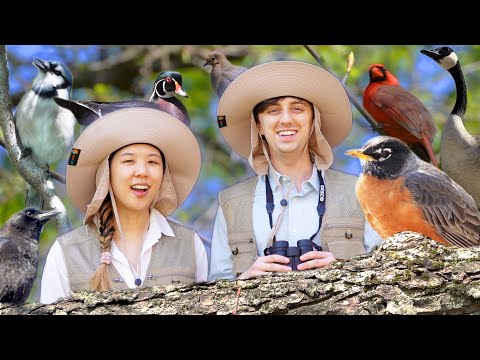 we like watching birds thumbnail
